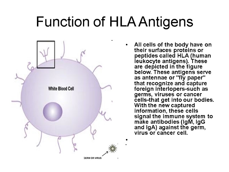 Function of HLA Antigens   All cells of the body have on their